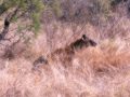 Hyena